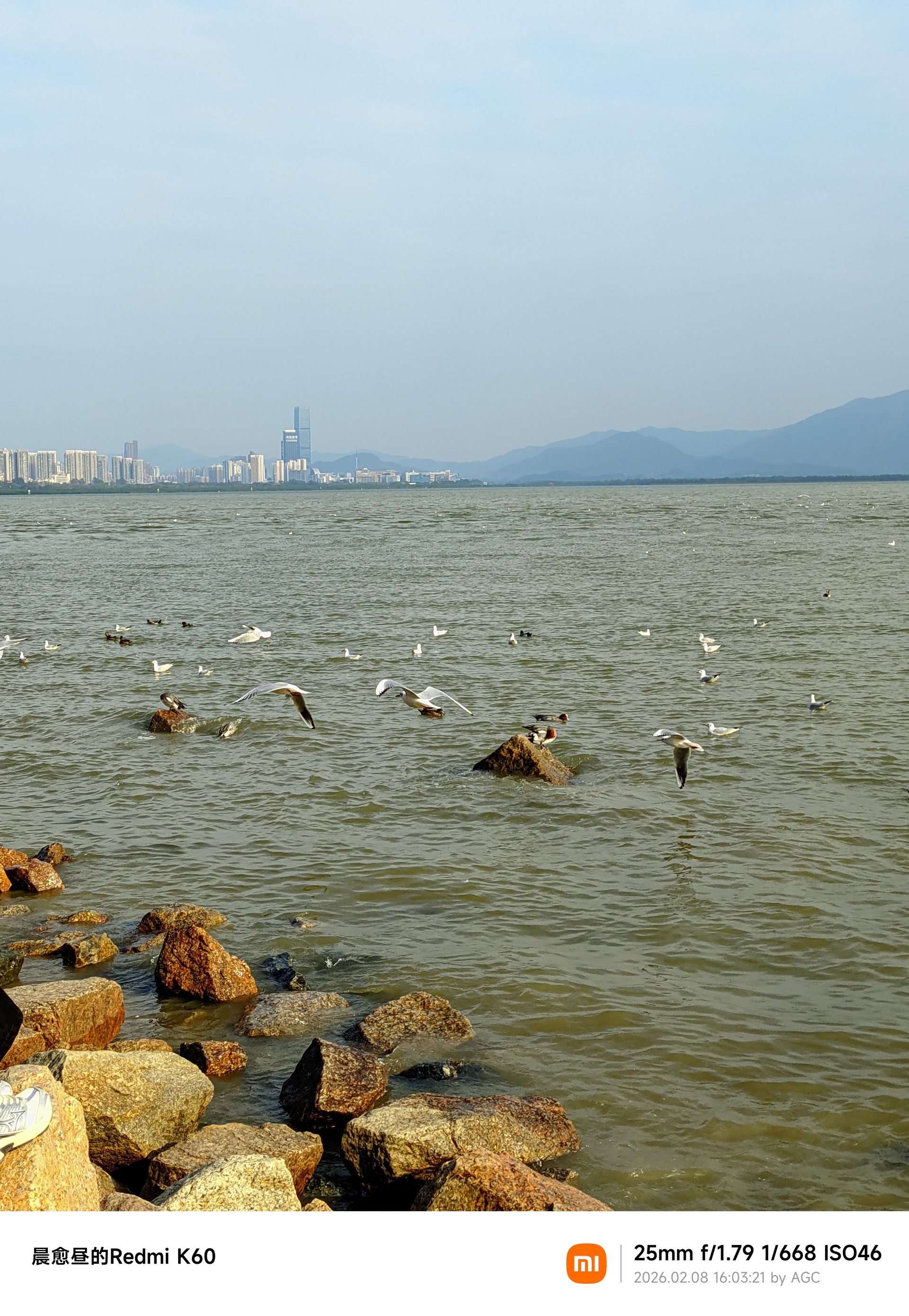 深圳湾照片 2026-02-08 16:03:21