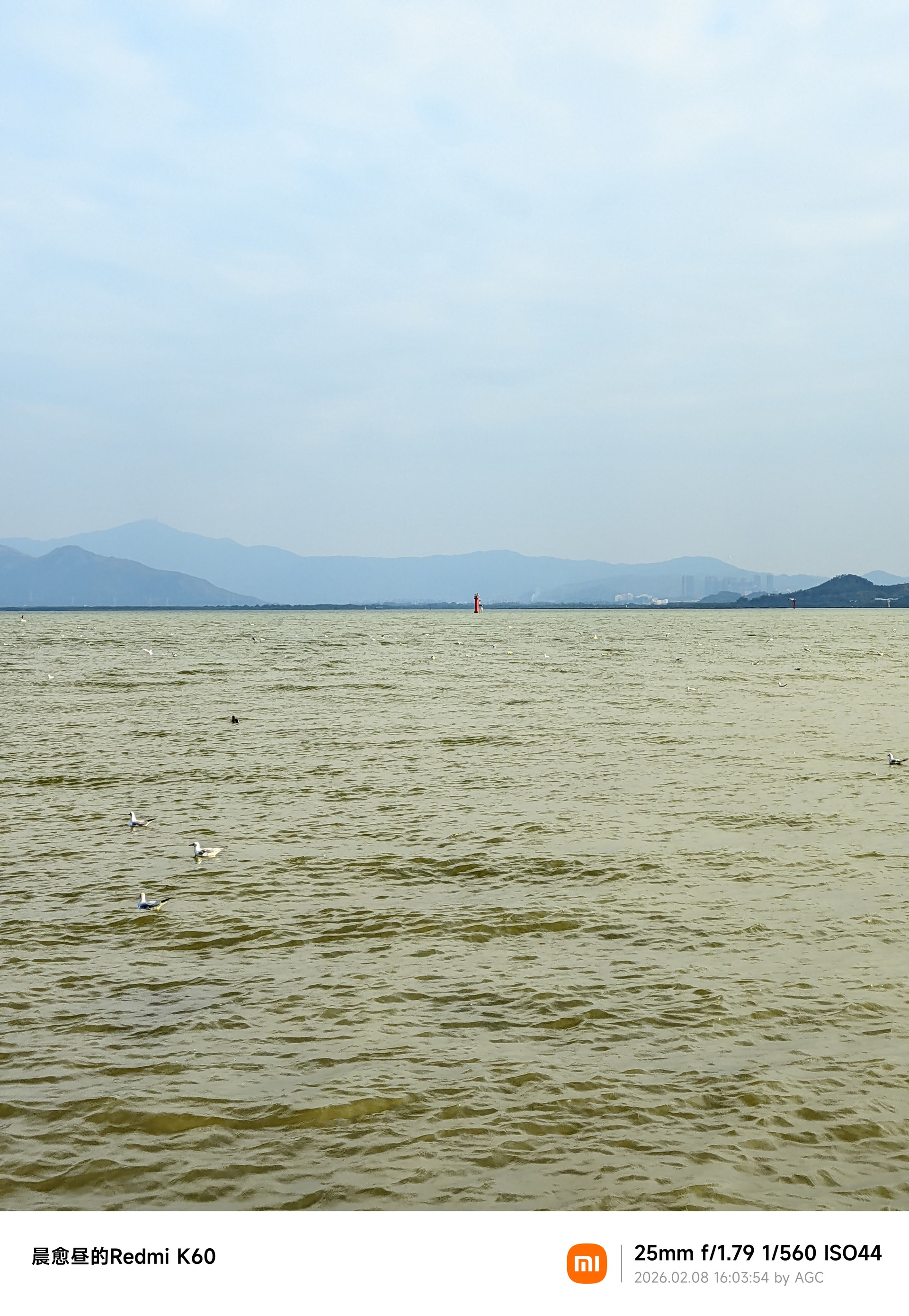 深圳湾照片 2026-02-08 16:03:54