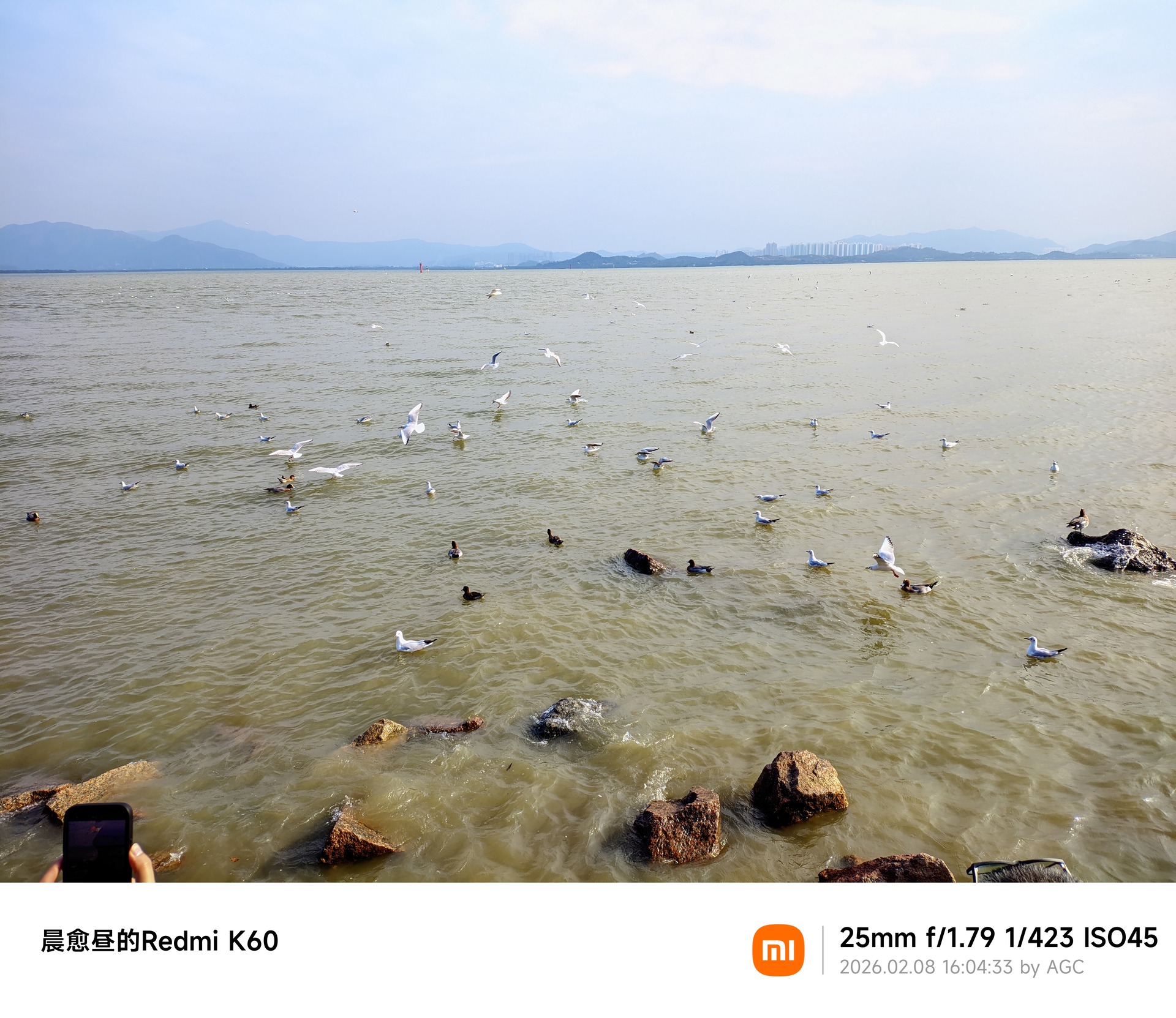 深圳湾照片 2026-02-08 16:04:33